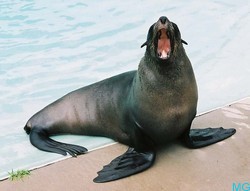  Seal