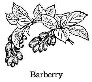 Barberry