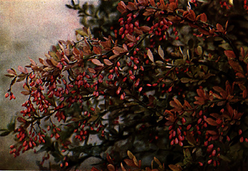 Barberry