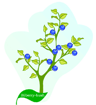 Bilberry