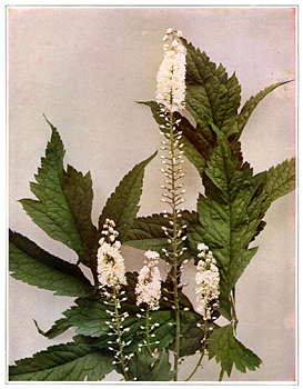 Black Cohosh