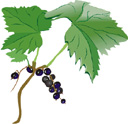 Black Currant Oil