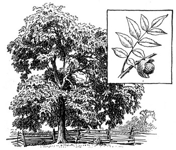 Black Walnut