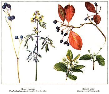 Blue Cohosh