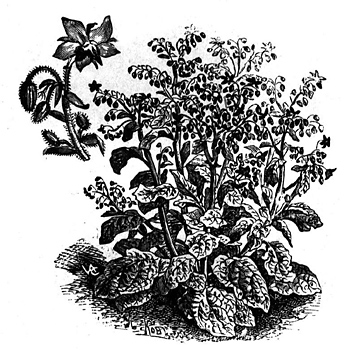 Borage Oil