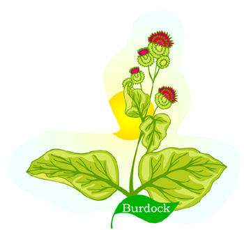 Burdock