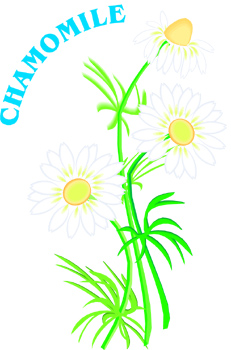 Chamomile