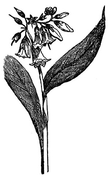 Comfrey