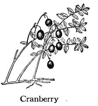 Cranberry