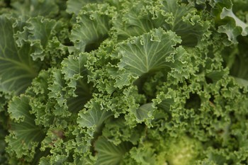 Cruciferous Vegetables