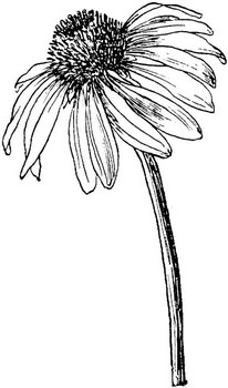 Echinacea