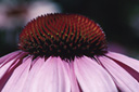 Echinacea