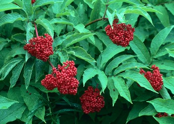 Elderberry Flowers