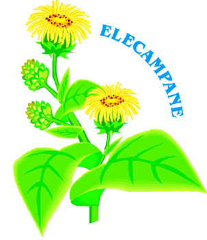 Elecampane