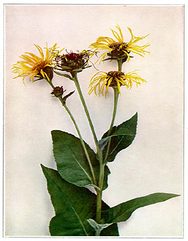 Elecampane