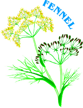 Fennel