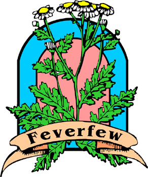 Feverfew