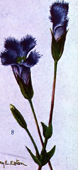 Gentian Root