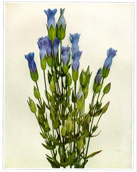 Gentian Root