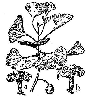 Ginkgo biloba