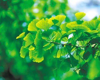 Ginkgo biloba