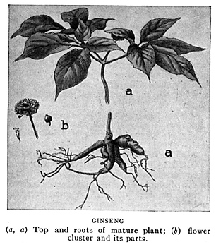 Ginseng