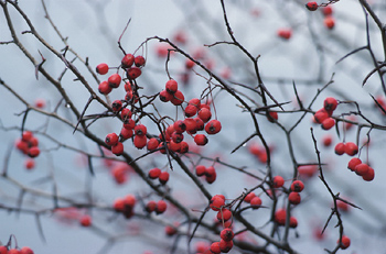 Hawthorn Berries