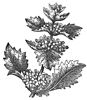 Horehound Root