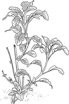 Horehound Root