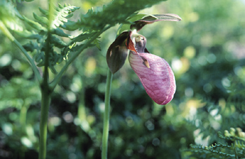 Lady Slipper