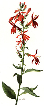 Lobelia