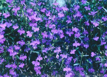 Lobelia