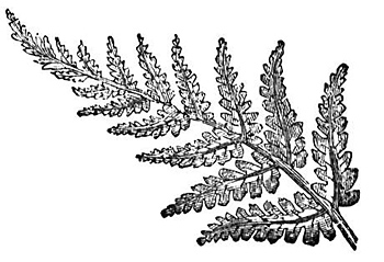 Male Fern