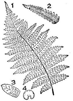 Male Fern