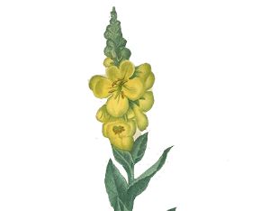 Mullein