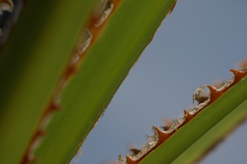 Saw Palmetto