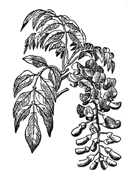 Schizandra Chinensis