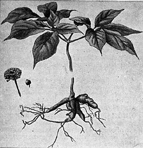 Siberian Ginseng