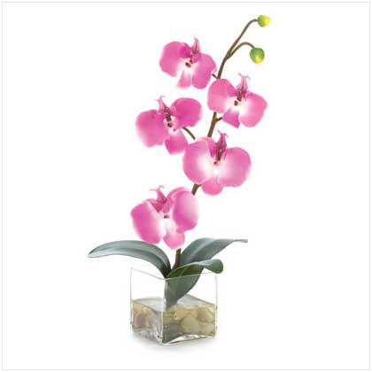 ORCHID IN GLASS VASE