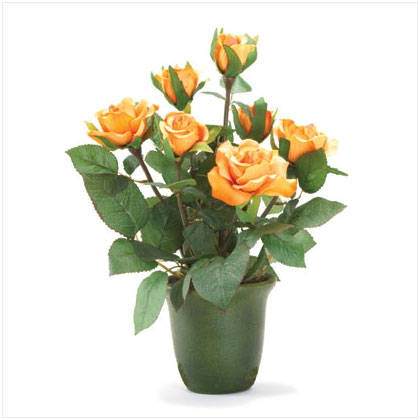 ORANGE ROSES
