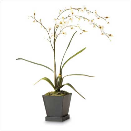 EVERBLOOMING WHITE ORCHIDS