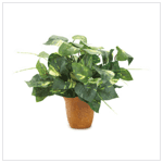 EVERGREEN POTTED IVY
