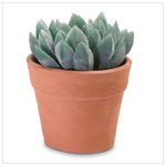 ALOE VERA PLANT IN POT