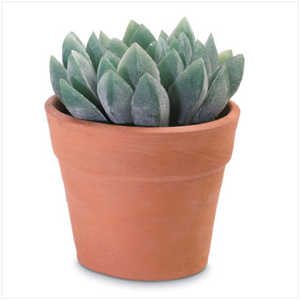 ALOE VERA PLANT IN POT
