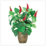 CHILI PEPPER 'PLANT'