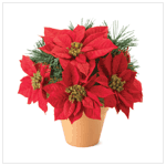 DECORATIVE POINSETTIA