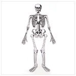 GLOW IN THE DARK SKELETON PUZZ